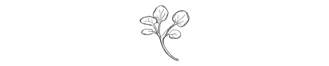 Berro | Watercress