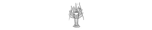 Langosta Pinta | Spotted Spiny Lobster