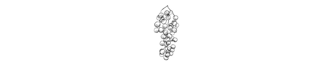 Aguaribay | Peruvian Pepper