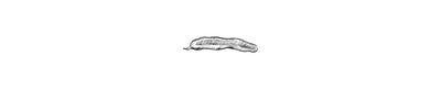 Algarrobo | Stinking Toe