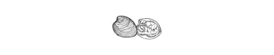 Almeja Mercenaria | Mercenaria Clam