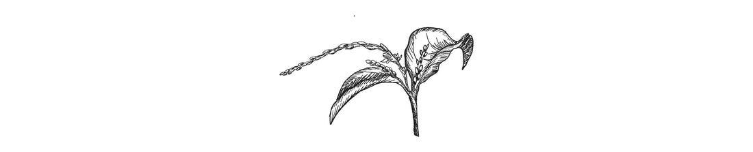Anamú  | Guinea Henweed