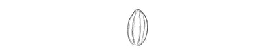 Cacao | Cocoa