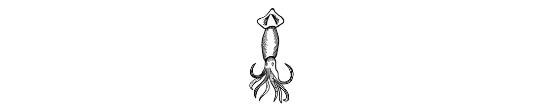 Calamar de Arrecife Caribeño | Caribbean Reef Squid