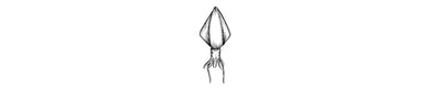 Calamar diamante | Diamond Squid