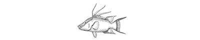 Capitán  | Jackfish