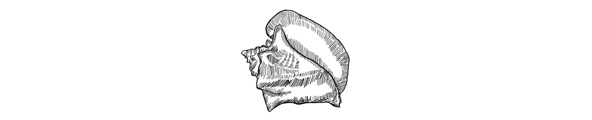 Carrucho | West Indian Fighting Conch – oriundopr