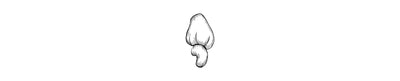 Pajuil | Cashew