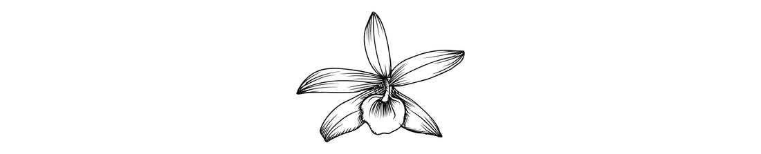 Vainilla Castañer | Madagascar Vanilla