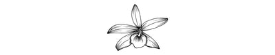 Vainilla Castañer | Madagascar Vanilla