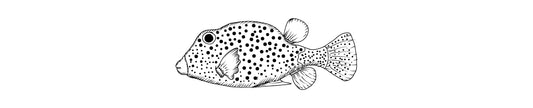 Chapín | Scrawled Cowfish