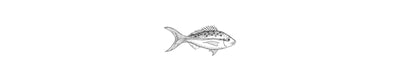 Dorado | Mahi Mahi