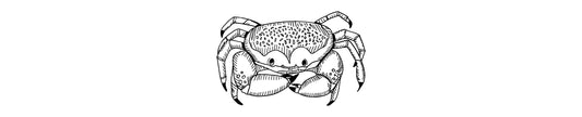 Cangrejo Dormido | Batwing Coral Crab