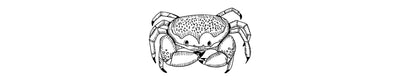 Cangrejo Dormido | Batwing Coral Crab