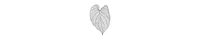 Hoja Santa | Sacred Leaf