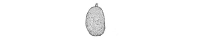 Jaca | Jackfruit