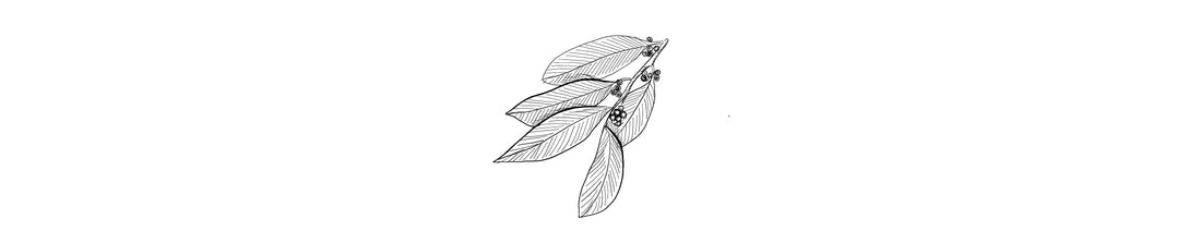 Malagueta | West Indian Bay Leaf