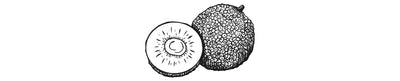 Panapén | Breadfruit