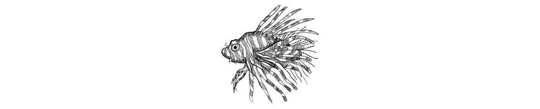 Pez León | Lionfish
