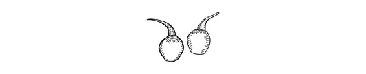 Ají Sabrosito | PR Heirloom Pepper