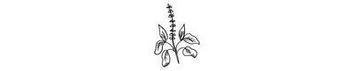 Albahaca Thai | Thai Basil