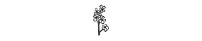 Verdolaga | Purslane