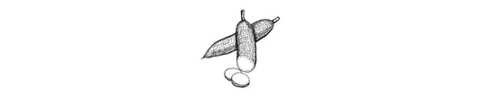 Yuca | Cassava